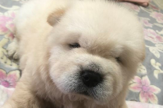 松獅犬為什么忠心