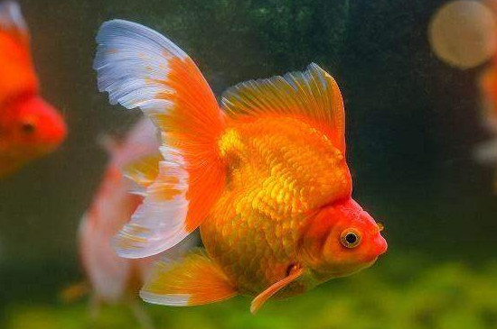 魚缸養(yǎng)魚密度計算方法