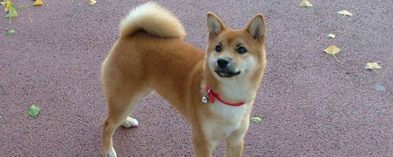 去犬舍買(mǎi)柴犬怎么挑，怎樣挑選小柴犬幼犬