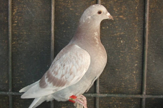 鴿子眼睛睜不開(kāi)怎么治