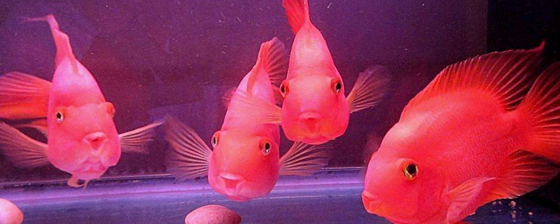 鸚鵡魚掉鱗放點(diǎn)鹽嗎