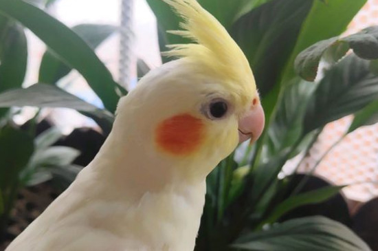 玄鳳鸚鵡可以單養(yǎng)嗎