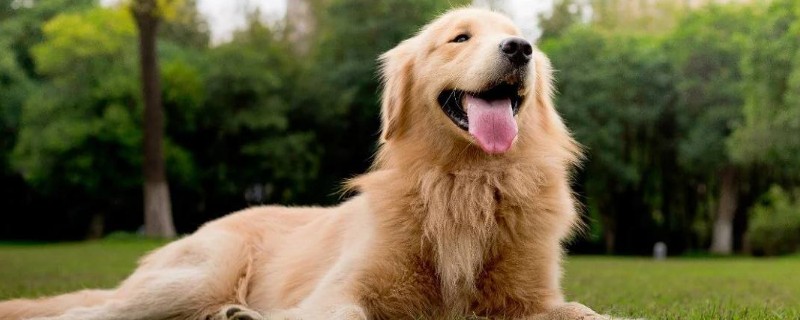 金毛犬性格怎么樣，關(guān)于金毛的脾氣特點(diǎn)介紹
