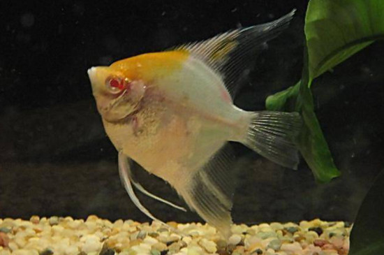 七彩神仙魚可以和燕魚混養(yǎng)嗎?