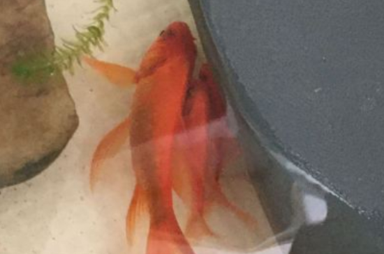 金魚肚子大了多久產(chǎn)卵
