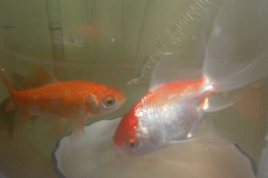 養(yǎng)小金魚需要氧氣機(jī)嗎