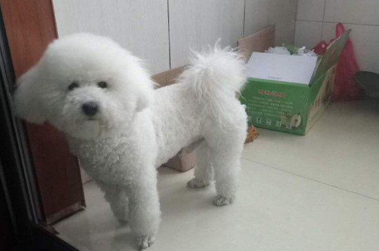 比熊犬的喂養(yǎng)方法