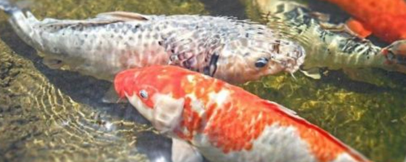 養(yǎng)錦鯉為何晚上跳缸