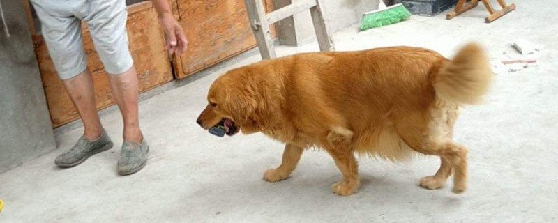 金毛聰明嗎排第幾