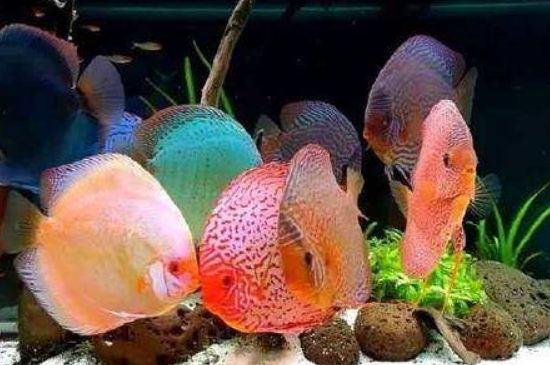 五彩神仙魚如何飼養(yǎng)