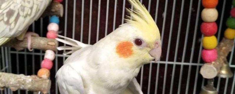 玄鳳雛鳥多久可以斷奶