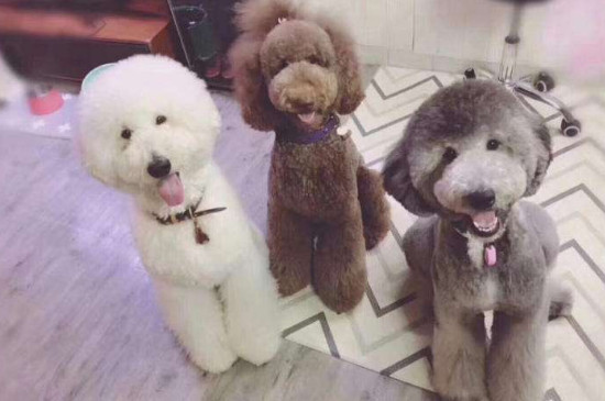 巨型貴賓犬的缺點(diǎn)