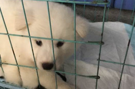 純種薩摩耶犬多少錢一只，幼犬價(jià)格大概在800-4000元左右