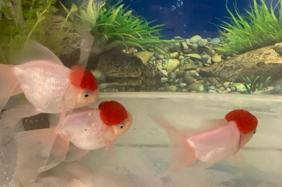 蘭壽金魚吃什么長的快