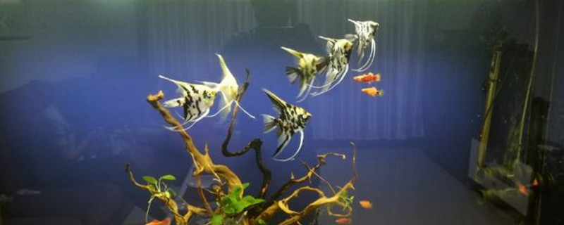 神仙魚(yú)死了是怎么回事