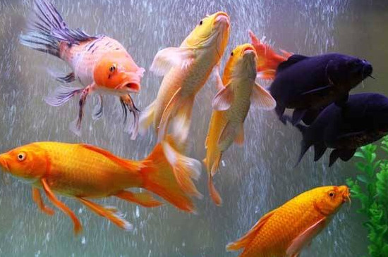 草金魚和錦鯉一起養(yǎng)嗎