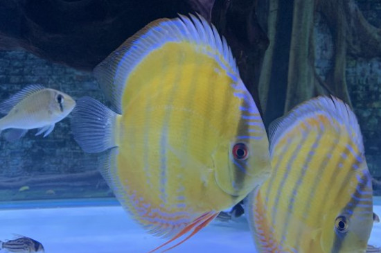 七彩神仙魚魚苗怎么養(yǎng)