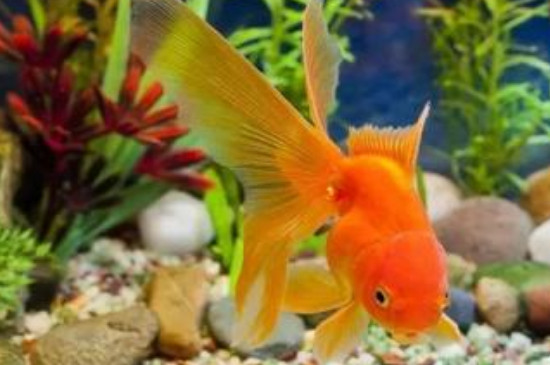 魚(yú)缸水渾濁怎么辦