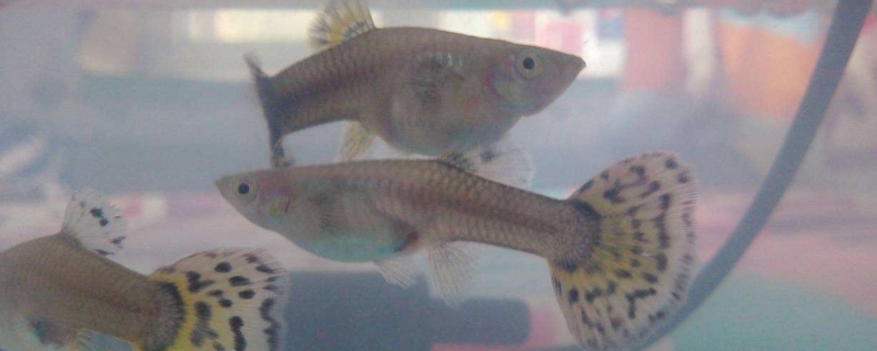 孔雀魚孕期大概多久