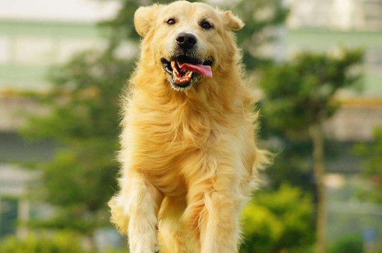 金毛怎么養(yǎng)?金毛犬的飼養(yǎng)方法