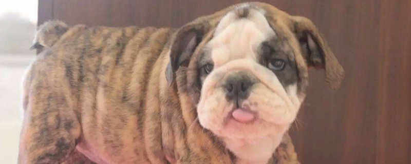 英斗犬會(huì)忘記主人嗎