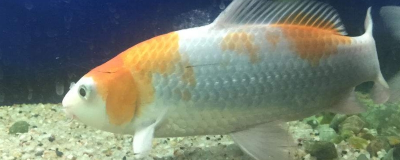 錦鯉吃小魚嗎