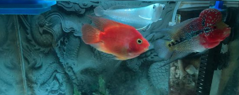 鸚鵡魚凸眼病怎么治療