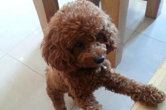 怎么訓練泰迪站著走路，教泰迪犬學走路方法與教程
