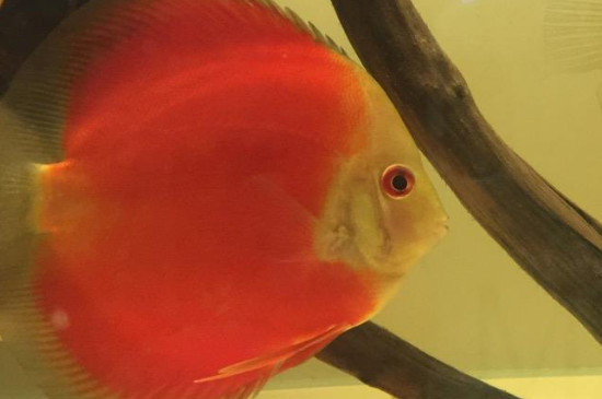 給燕魚換水的正確方法