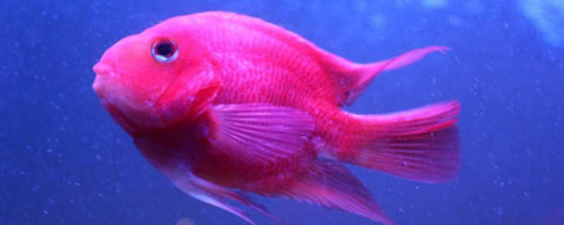 紅鸚鵡魚產(chǎn)卵怎么處理