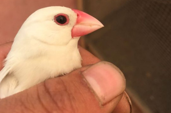 白文鳥(niǎo)吃什么水果