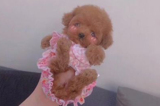 泰迪狗狗能吃草莓嗎