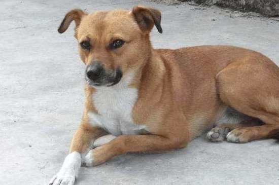 田園犬如何訓(xùn)練