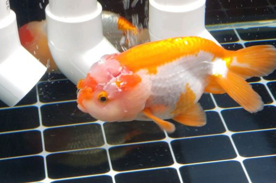 養(yǎng)2條金魚好嗎