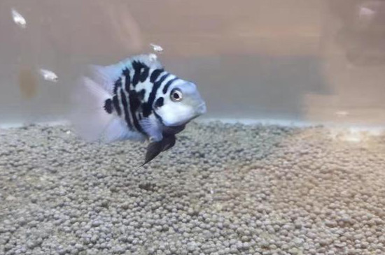 七彩神仙魚可以和迷你鸚鵡魚混養(yǎng)嗎
