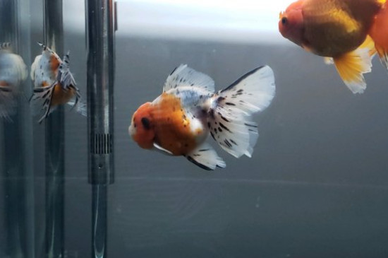 金魚有腿嗎