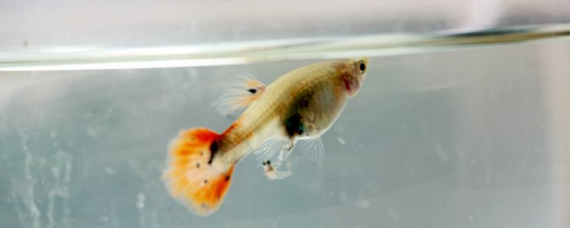 孔雀魚怎么算肛門突出