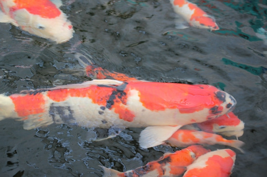 錦鯉為什么喜歡啄別的魚鰭