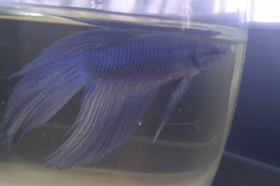 斗魚尾巴爛了怎么辦