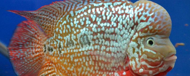 金花羅漢魚飼養(yǎng)技巧