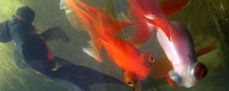 怎樣養(yǎng)金魚不會死，金魚怎么喂養(yǎng)方法