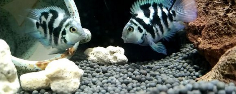 迷你鸚鵡魚打架的原因