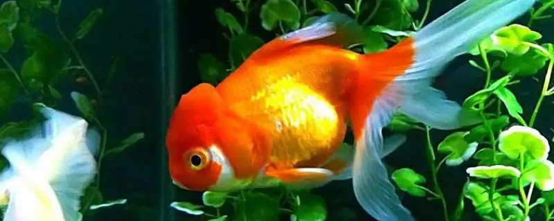 金魚水霉怎么治療