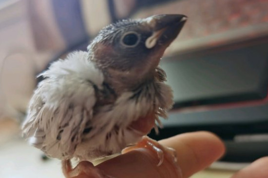 文鳥孵蛋期間注意什么
