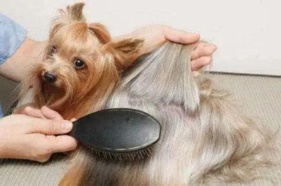 怎么去除狗狗身上的異味