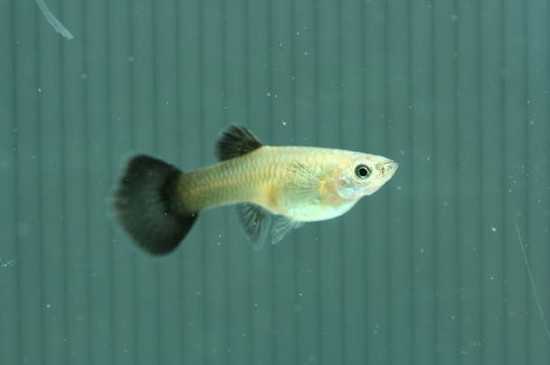 小孔雀魚不分缸后果
