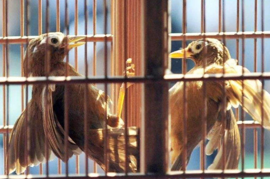 畫眉鳥可以長期亮籠嗎