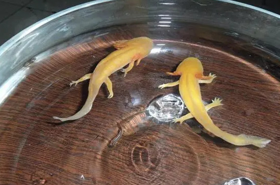 六角龍魚餓的表現(xiàn)