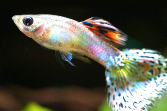 孔雀魚吃什么?