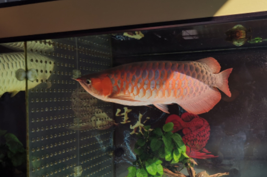 龍魚撞缸的原因